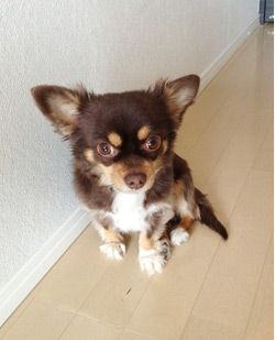 お仕事必須アイテム 愛犬のマロン